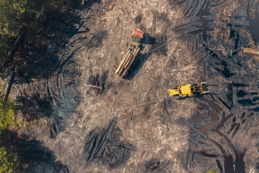 New Global Plan Targets Deforestation With Massive Forest Fund